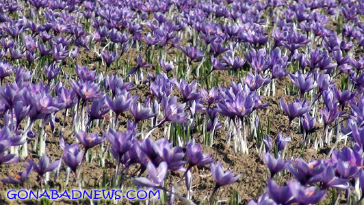 «سنو»؛ پایلوت ثبت جهانی زراعت زعفران مبتنی بر قنات