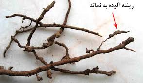 ریشه آلوده به نماتد 