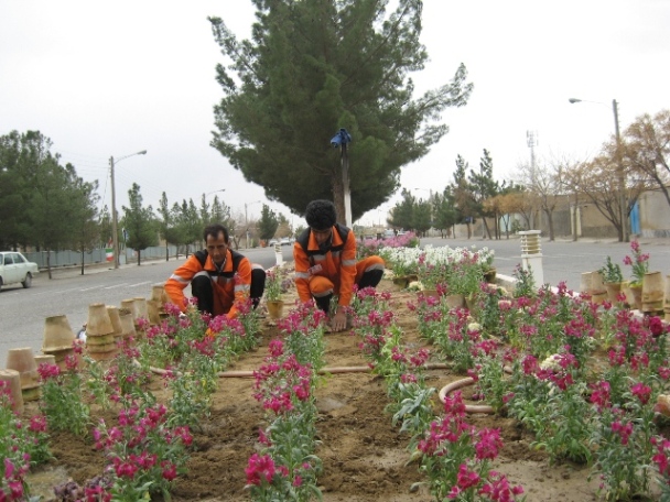 کاشت ۸ گونه گل و گیاه فصلی در سطح شهربیدخت با توجه به شرایط مناسب آب و هوایی