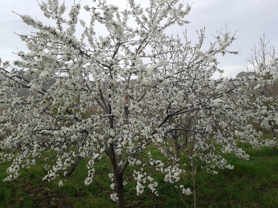 باغهای گناباد در میانه فصل زمستان شکوفه زار شد