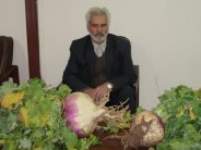 تولید و برداشت شلغم ۱۰ کیلویی در گناباد