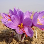Iran saffron export