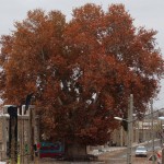 درخت چنار روستای روچی