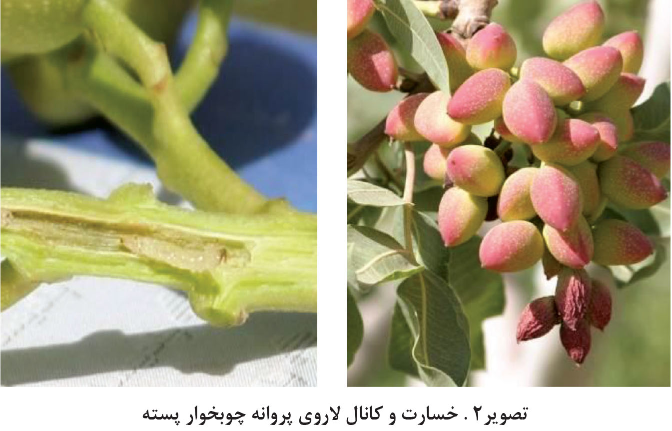 آلودگی باغ های پسته به آفت «پروانه چوب خوار»