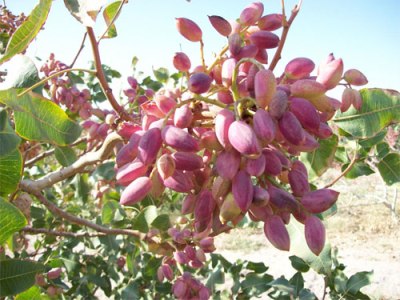 پیش بینی تولید سه هزار تن پسته در گناباد