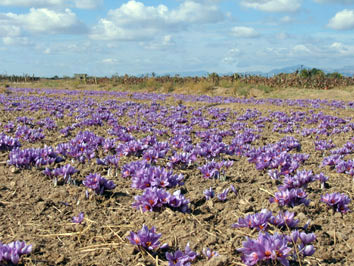 یک کارشناس کشاورزی :  پیازهای مزارعی که آلودگی آنها به کنه محرز میباشد جهت احداث مزارع جدید استفاده نشود