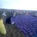 3819291_270