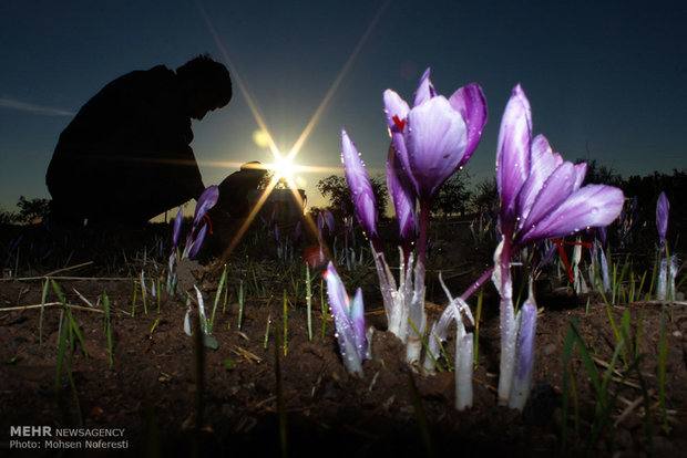 دیگر گناباد در زعفران حرفی برای گفتن ندارد!