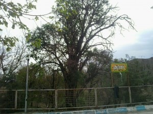 اردوگاه شهید مهاجرانی کاخک (10)