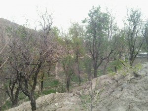 اردوگاه شهید مهاجرانی کاخک (7)