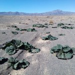 ریواس گناباد1