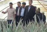 کارآفرین موفق روستای سقی