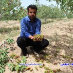 خسارت تگرگ به باغات پسته
