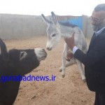 حاجی جمهوری 