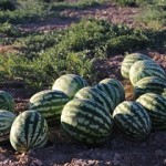 هندوانه دیم