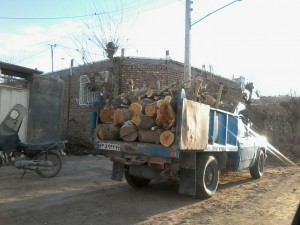 قطع درختان در گناباد (3)