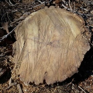 قطع درختان در گناباد (5)