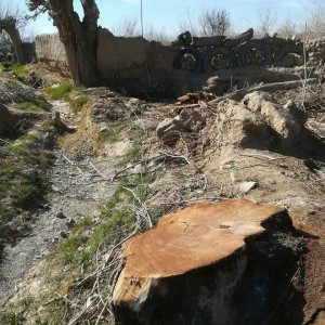قطع درختان در گناباد (7)