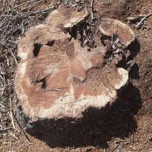 قطع درختان در گناباد (8)