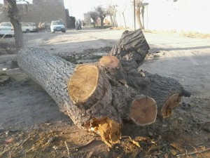 قطع درختان در گناباد (9)