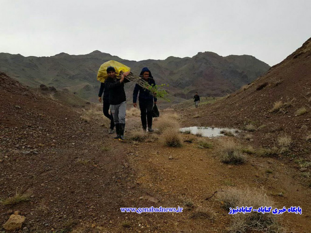 روستای تک میدان