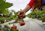 کاشت گلخانه ای ارگانیک گیاه توت فرنگی در شهرستان گناباد