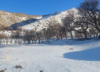 گزارش تصویری | مزارع بخش کاخک سفید پوش شد