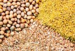 توزیع ۷۴ هزار تن نهاده در بین دامداران و مرغداران