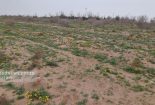 گزارش تصویری | بهار طبیعت در کویر پارک عمرانی