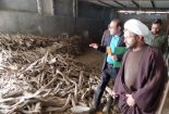 ضربه قاطع به قاچاقچیان طلای سبز / کشف ۷ تن چوب تاغ و تخریب کوره زغال‌گیری
