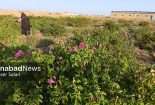 پیش‌بینی برداشت ۱۵۰ تن گل محمدی| اشتغال‌زایی و ارزش‌افزوده در قلب کویر