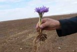 هشدار محقق مرکز تحقیقات کشاورزی درباره نگهداری طولانی‌مدت پیاززعفران