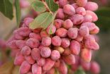 برداشت ۴ هزار تن پسته از باغات گناباد